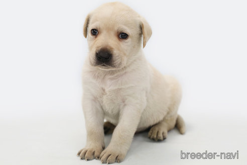 成約済の神奈川県のラブラドールレトリーバー-357561の3枚目